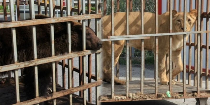 İstanbul, Esenyurt'ta AVM bahçesinde ayı ve aslan bulundu!