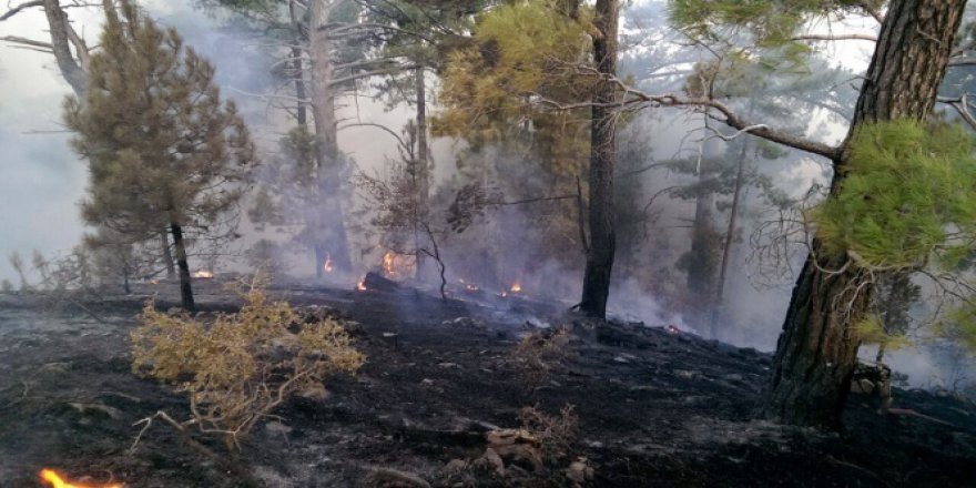 Muğla'da 24 saatte 24 yıldırım yangına sebep oldu!