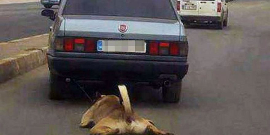 Tekirdağ'da işkenceden kurtarılan kangal cinsi köpek yeni sahibini bekliyor