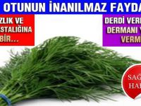 Dereotu deyip geçmeyin! O hastalığın şifası olduğu kanıtlandı..İşte herkesin bilmesi gereken tarif