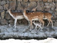İzmirli Bambi ilgi odağı oldu