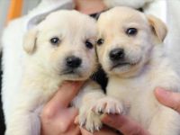 Petshoplarda Hayvan Satışına yasak!