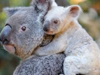 Avustralya'da Beyaz Koala Heyecanı