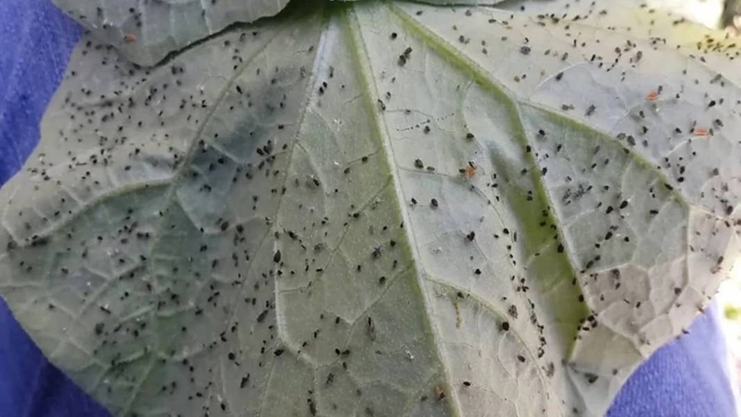 Çiçek dibine dökülürse çiçekleri bitlerden kurtarıyor! Çiçeği coşturan tüyo 1