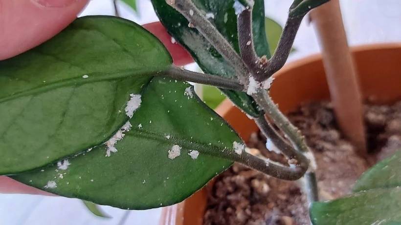 Çiçek dibine dökülürse çiçekleri bitlerden kurtarıyor! Çiçeği coşturan tüyo 2