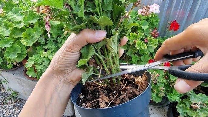 Çiçek dibine dökülürse çiçekleri bitlerden kurtarıyor! Çiçeği coşturan tüyo 3