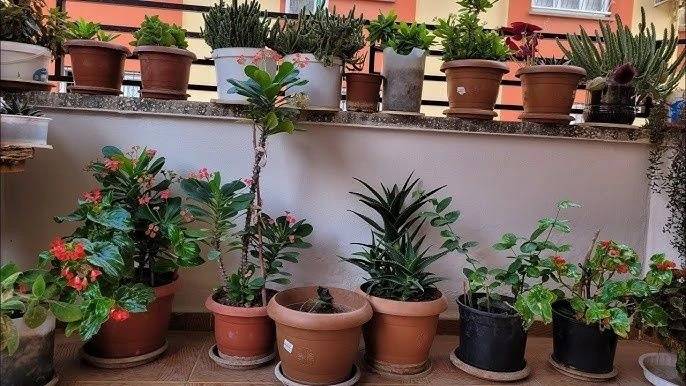 Çiçek dibine dökülürse çiçekleri bitlerden kurtarıyor! Çiçeği coşturan tüyo 4