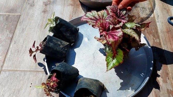 Çiçek dibine dökülürse çiçekleri bitlerden kurtarıyor! Çiçeği coşturan tüyo 5