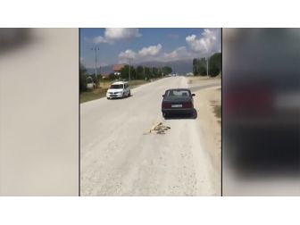 Köpeği Otomobile Bağlayarak Sürükleyen Kişi Gözaltına Alındı