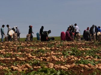 Üreticiler, Turfanda Patates Hasadını Sürdürüyor