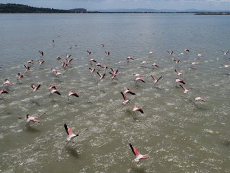 İzmir Kuş Cenneti'nde 20 Bin Flamingo Kuluçkaya Yattı