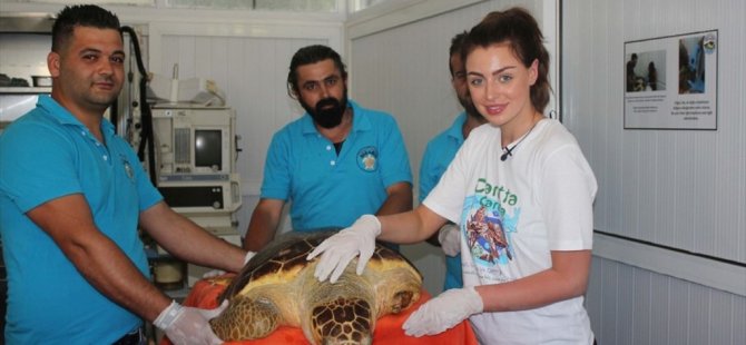 İngiltere Güzeli Tedavisi Tamamlanan Kaplumbağayı Denize Bıraktı