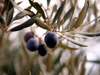 Zeytinde Yüksek Verim Üreticiyi Sevindirdi