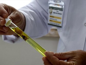 Kestanede Milyonlarca Dolar Zararı 'Torymus' Böceği Önleyecek