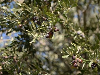 Prof. Dr. Karatay: 'Zeytin ve Zeytinyağı Altın Kadar Kıymetli'