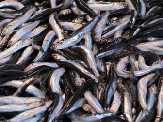 Hamsi İki Ayda 1,9 Milyon Dolar Kazandırdı