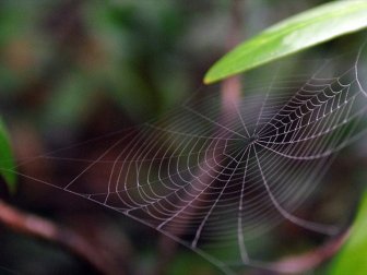 Amerikalı Araştırmacılar 2019'da 71 Yeni Canlı Türü Keşfetti