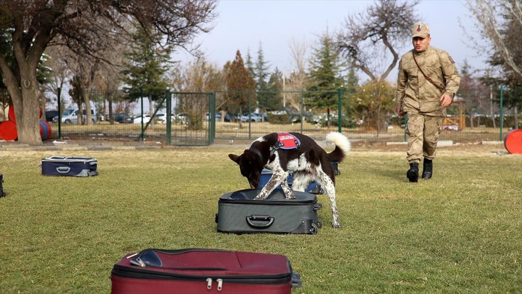 Yerli Irk Köpekler Nevşehir'deki Jakem'de Eğitiliyor