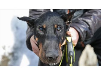 Bakan Pakdemirli'nin Sahip Çıktığı Köpek Bobo Katarakt Ameliyatı Oldu