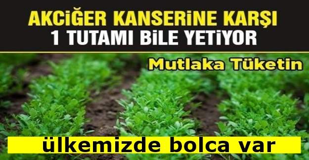 Akciğerlerinizi korumak için bol bol bu karışımı uygulayın..