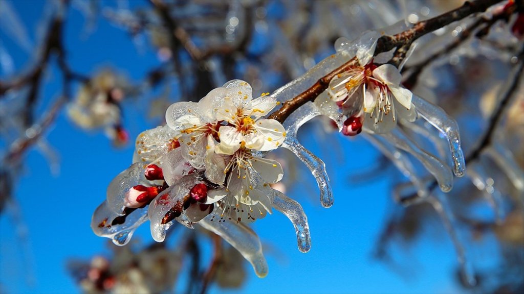 Meteorolojiden Kar Yağışı Ve Zirai Don Uyarısı