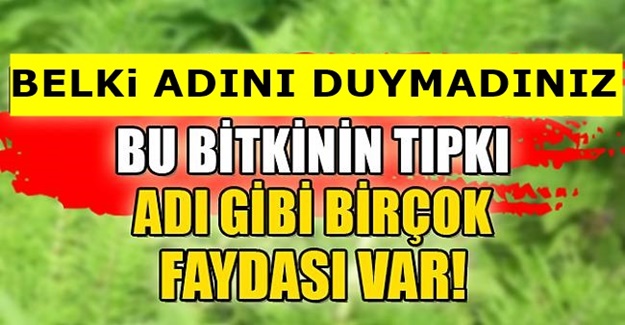 Belki de ilk kez duyacaksınız! bu bitkinin tıpkı adı gibi birçok faydası var!