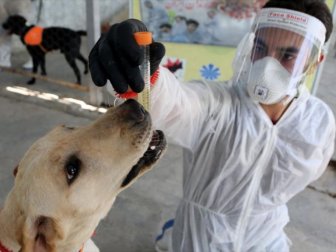 İran'da Köpekler Koronavirüsü Teşhis Etmek İçin Eğitildi