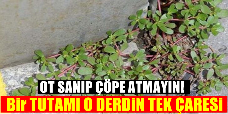 Bugüne kadar bahçenizde görünce ot sanıp çöpe atıyordunuz Şifa deposu çıktı!