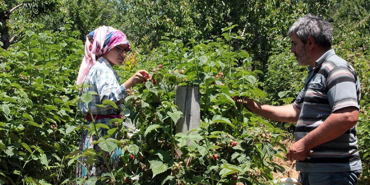 Ahududu Hem Kalitesi Hem De Fiyatıyla Üreticiyi Sevindirdi