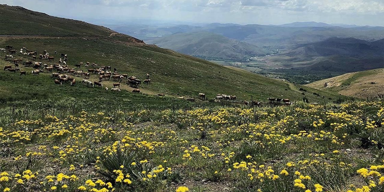 Bayburt'un Soğanlı Dağları'ndaki Yaylalar Doğaseverleri Bekliyor