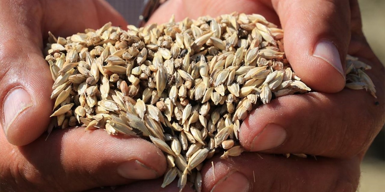 Kastamonu'daki 10 Bin Yıllık Siyez Buğdayı tescillendi