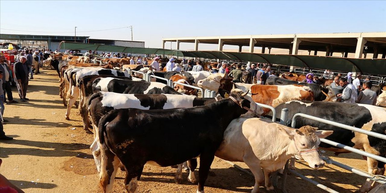 Sağlık Federasyonu Uyardı! Kurban Etlerini Siyah Poşete Koymayın