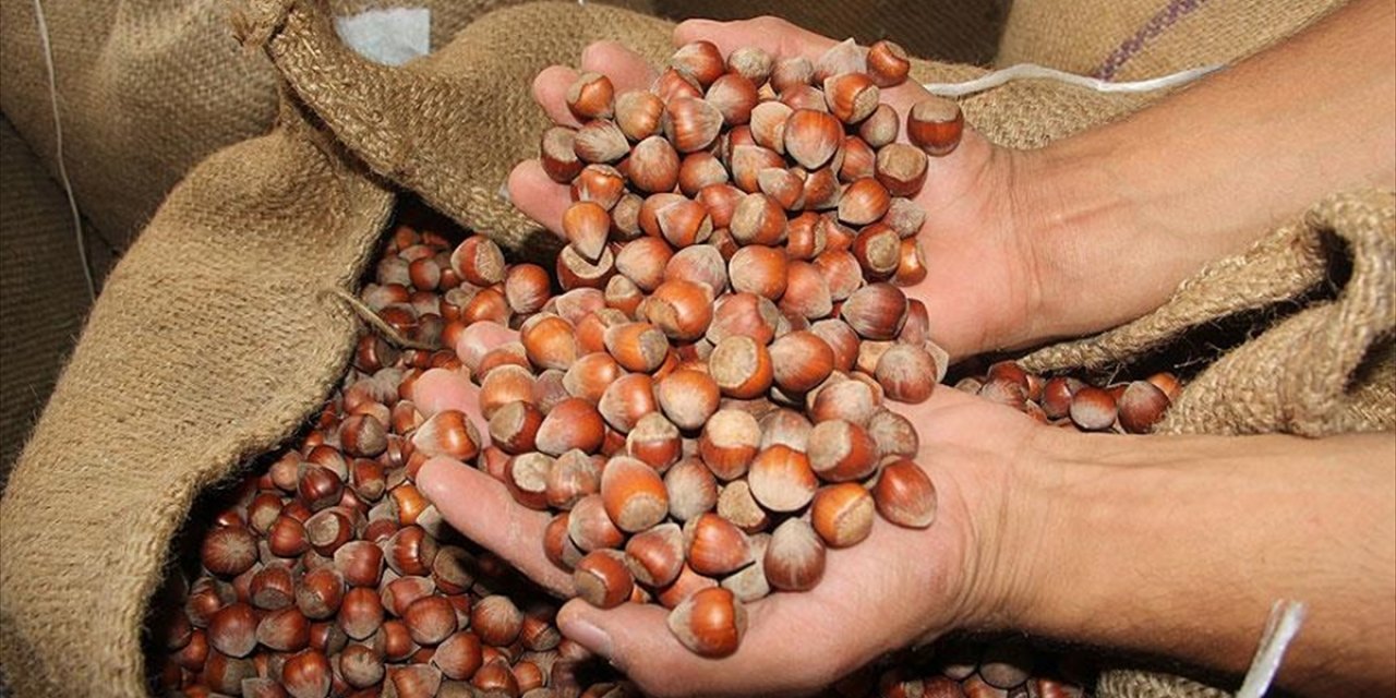 Hasat Dönemi Yaklaşırken Fındık İçin Markalaşma Önerisi