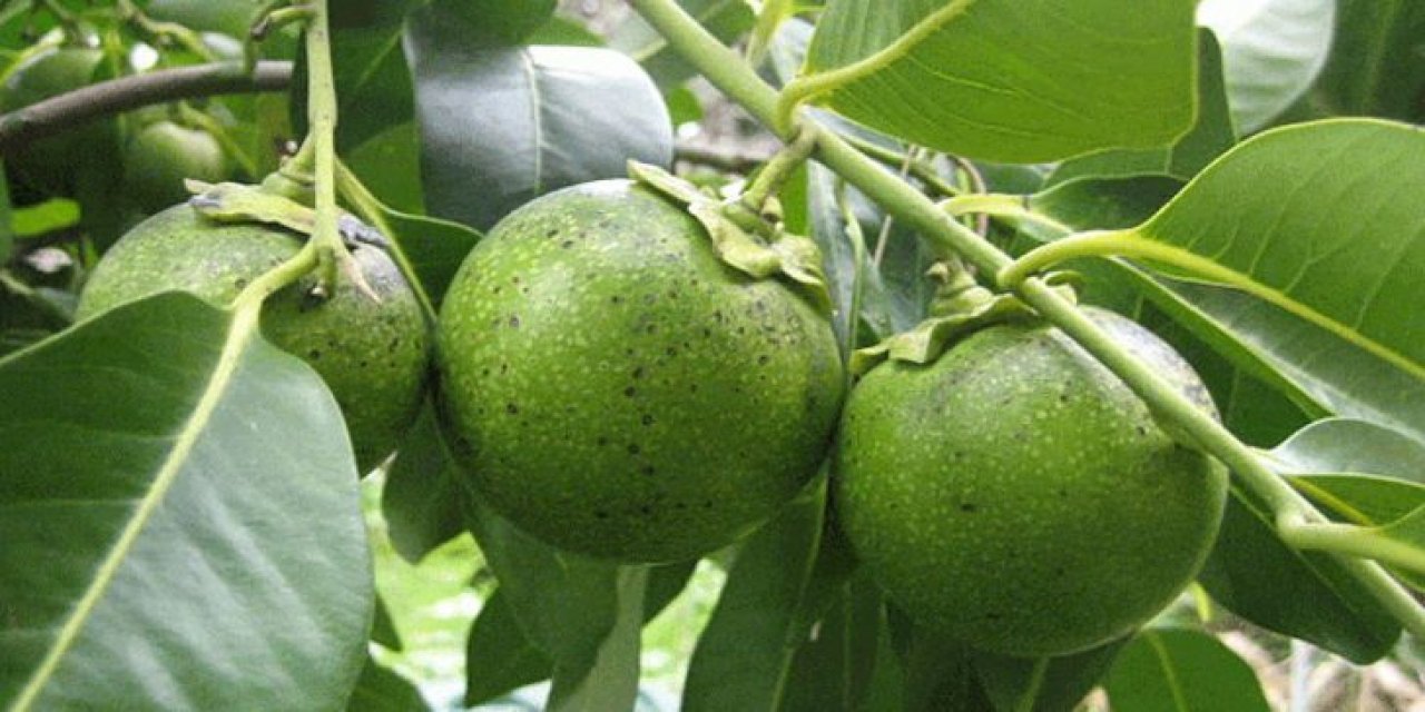 Portakaldan daha etkili 4 kat C vitamini içeriyor 1 tanesi Karaciğeri yeniliyor