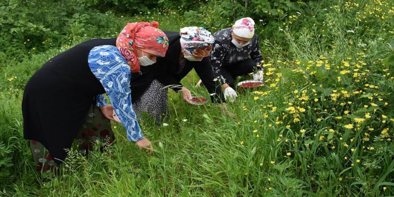 Kilosunu 150 Liradan satıp şifa dağıtıyorlar faydaları ise herkesi şaşırtıyor kazanç ise..