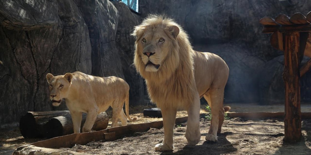 Aslan park'ta bulunan Türkiye'nin Yavru aslan ve kapanları Afrika'ya gönderiliyorlar