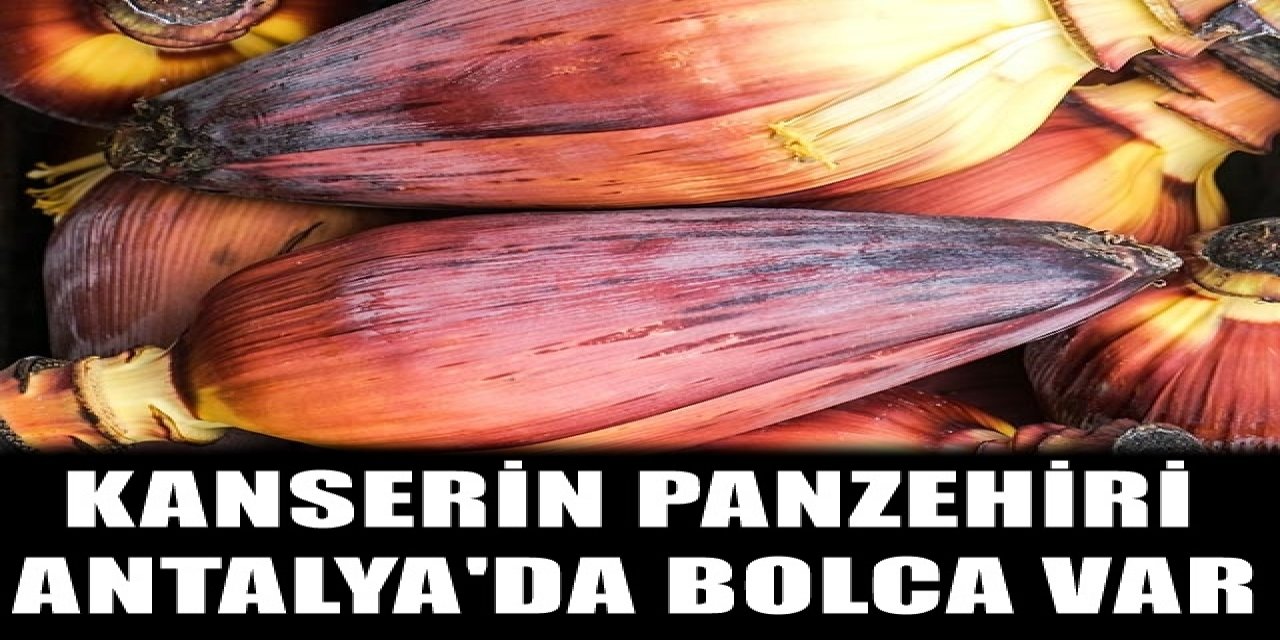 Bu besin kanserin panzehiri çıktı üstelik Antalya'da bolca yetişiyor