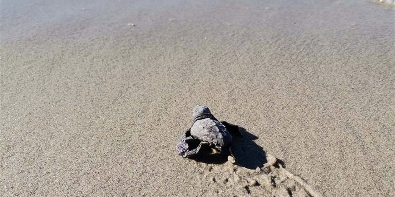 Marmara'da Caretta Caretta Yuvası Tespit Edildi