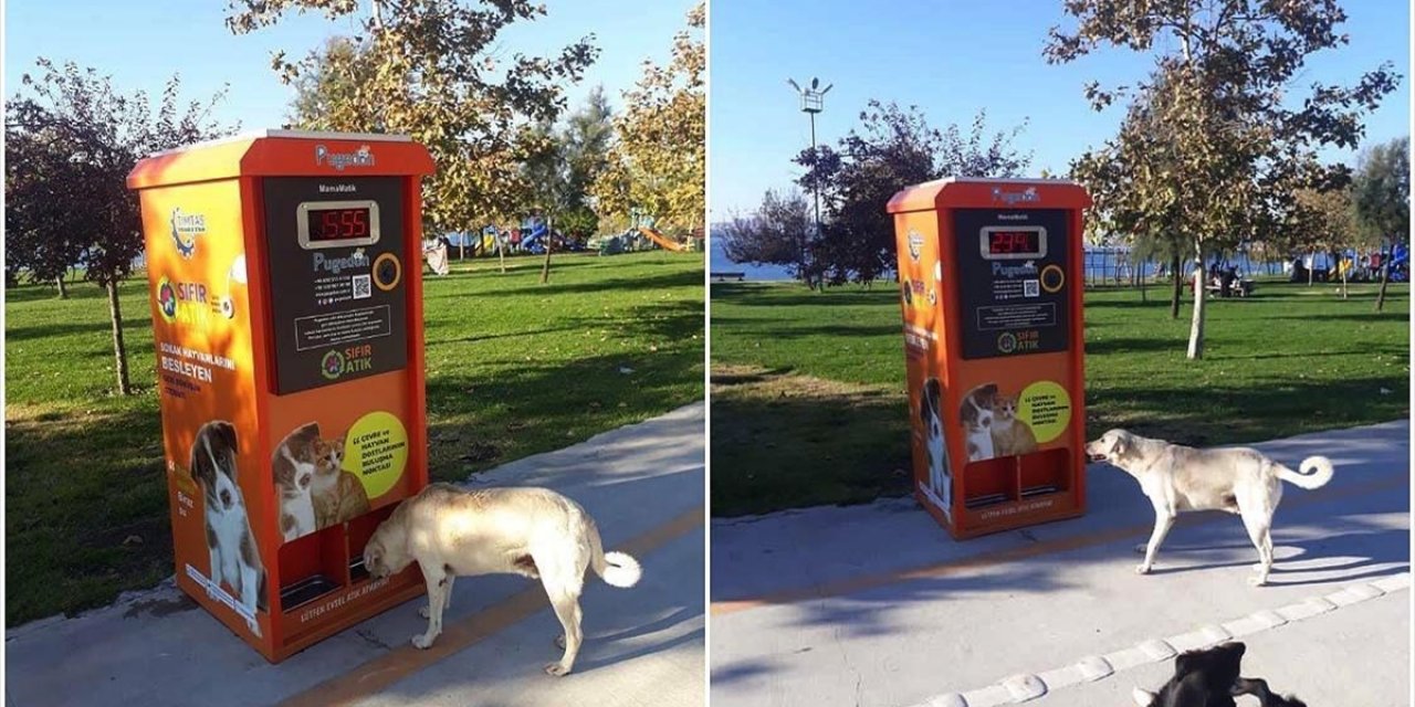 Kışın Sokaktaki Can Dostlarımızın Karnını 'Mamamatik' Doyuracak