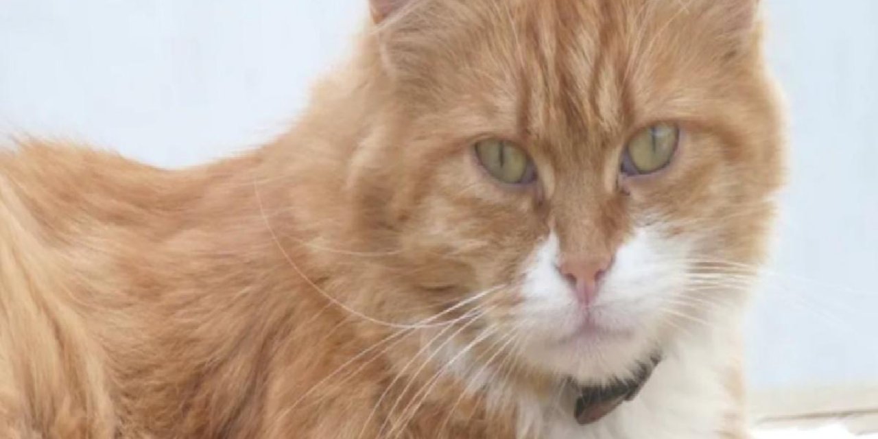 Herkesin İçi Sızladı 8 yıl sonra bulunan kayıp kedi yeniden kayboldu herkesi üzen gerçek ağlattı..