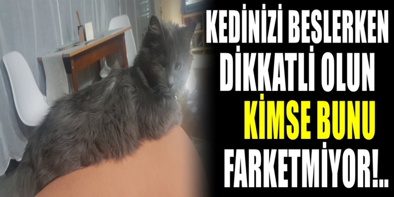 Kedinizi beslerken bu yanlışa son verin. Kedi beslemede yapılan ölümcül risk onları hayattan edebilir