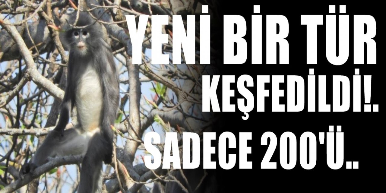 Bilim insanları yeni bir keşfetti herkes şaşırdı. Çünkü sadece 200 tanesi hayatta çıktı..