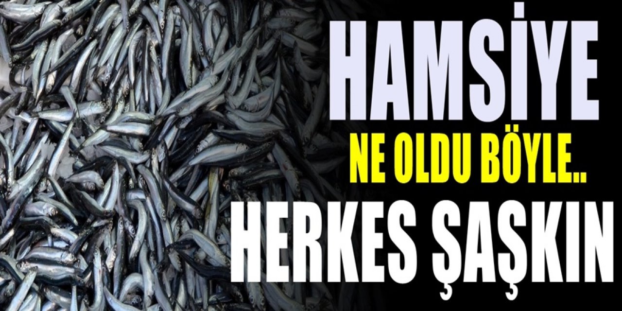 Hamsi fiyatları borsayla yarışıyor bir iniyor bir çıkıyor son rakam belli oldu