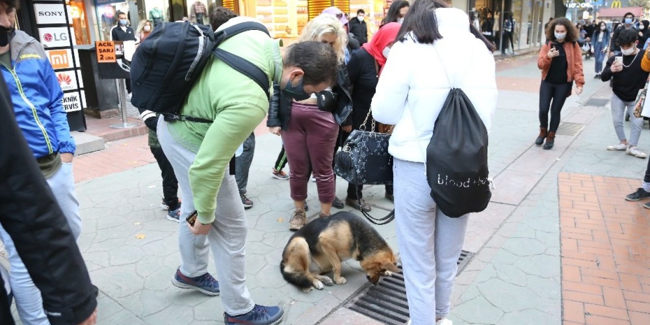 Herkes Merak ediyordu. Mazgala Bakan Köpeğin gizemi çözüldü. Olaya hemen el atıldı gerçek iç acıttı