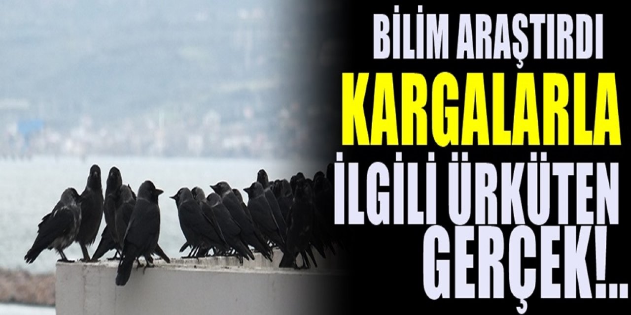 Kargaların Tüyler Ürperten Sırrını Bilim Adamları Ortaya Çıkardı