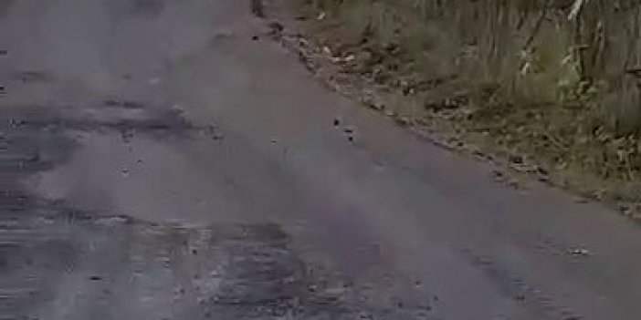 Aç Kalan Domuz Sürüsü Köylünün Kapısına Dayandı