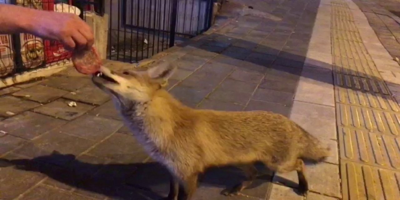 Sivas'ta ilginç bir olay. Sivas'ta Şehre İnen Tilkiye Sivas Köftesi yedirdiler