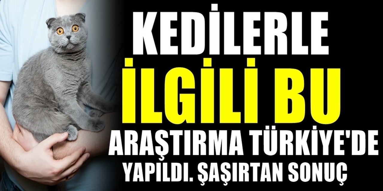 Türkiye'de kedi sahipleriyle ilgili şaşırtan araştırma. Araştırmada Türkiye'deki kedi sahipleri...