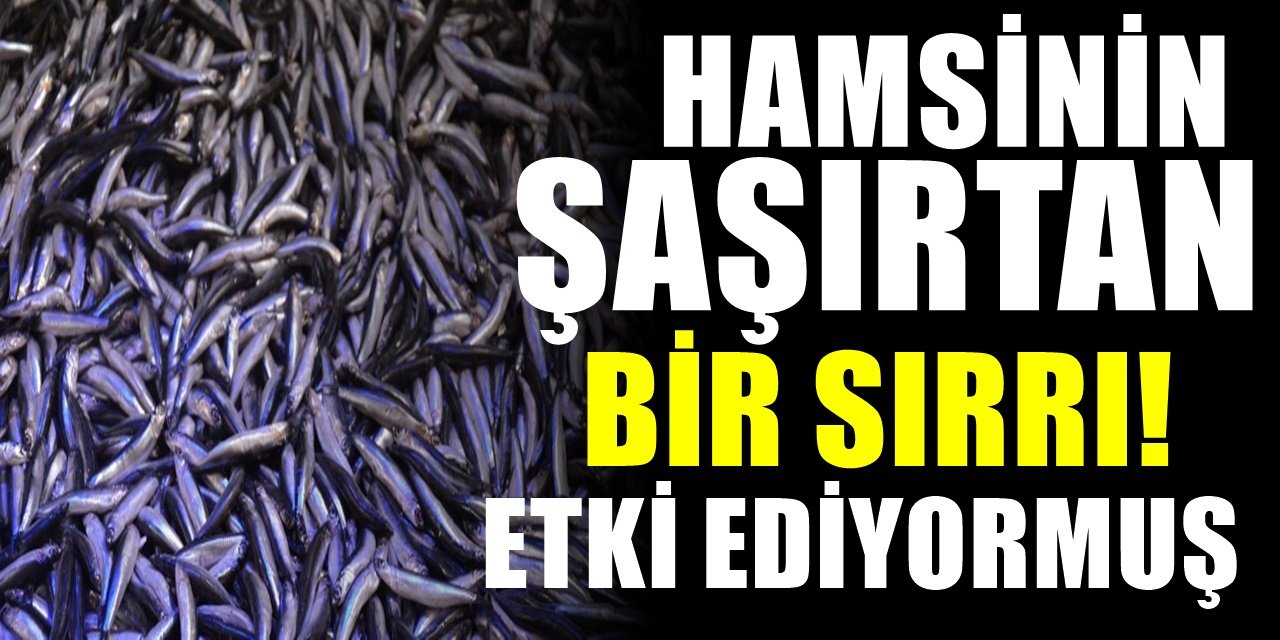 Koronavirüse karşı şaşırtan öneri! Hamsi balığının ilginç bir yararı daha tespit edildi