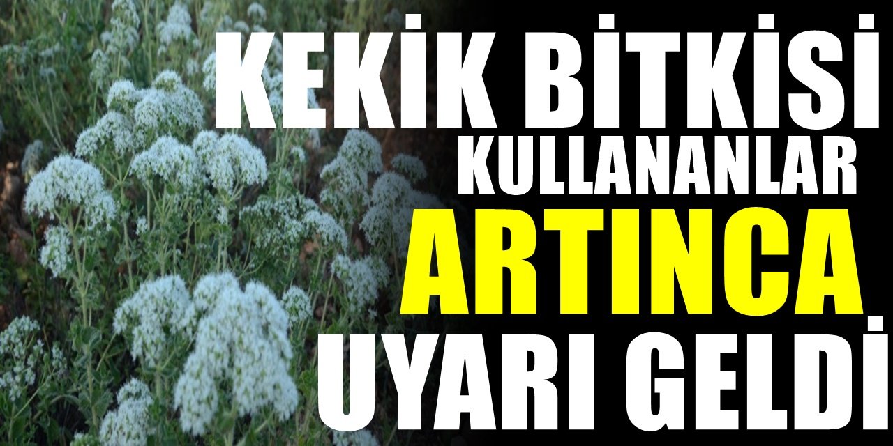 Pik Yapan Korona Virüs Salgınından Dolayı Kekiğe Olan Talep Arttı! Ancak bir uyarı var